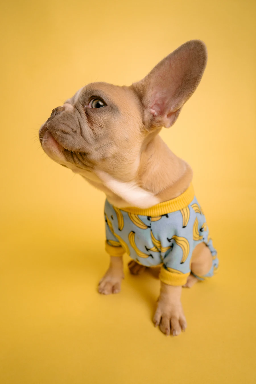 Eine französische Bulldogge im Bananen-Pyjama vor gelbem Hintergrund
