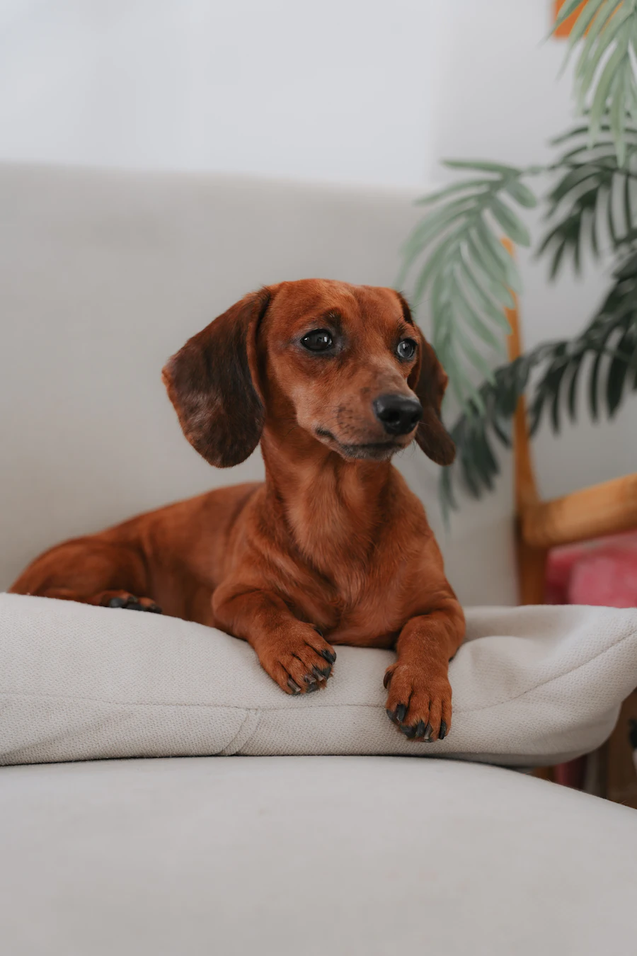 Ein roter Dackel liegt entspannt auf einem hellen Sofa